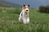 FOX TERRIER 687